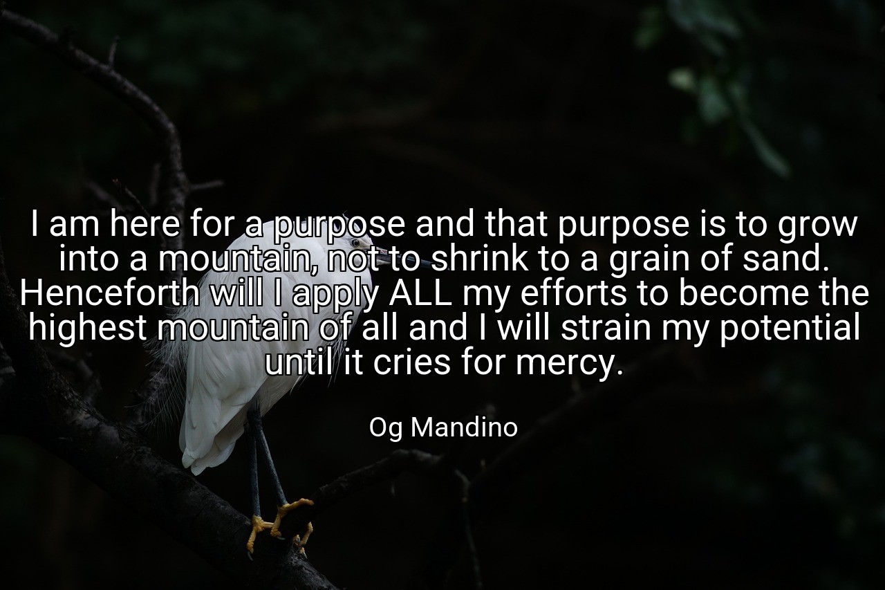 I am here for a purpose and that purpose is to grow into a mountain, not to shrink to a grain of sand. Henceforth will I apply ALL my efforts to become the highest mountain of all and I will strain my potential until it cries for mercy. - Og Mandino