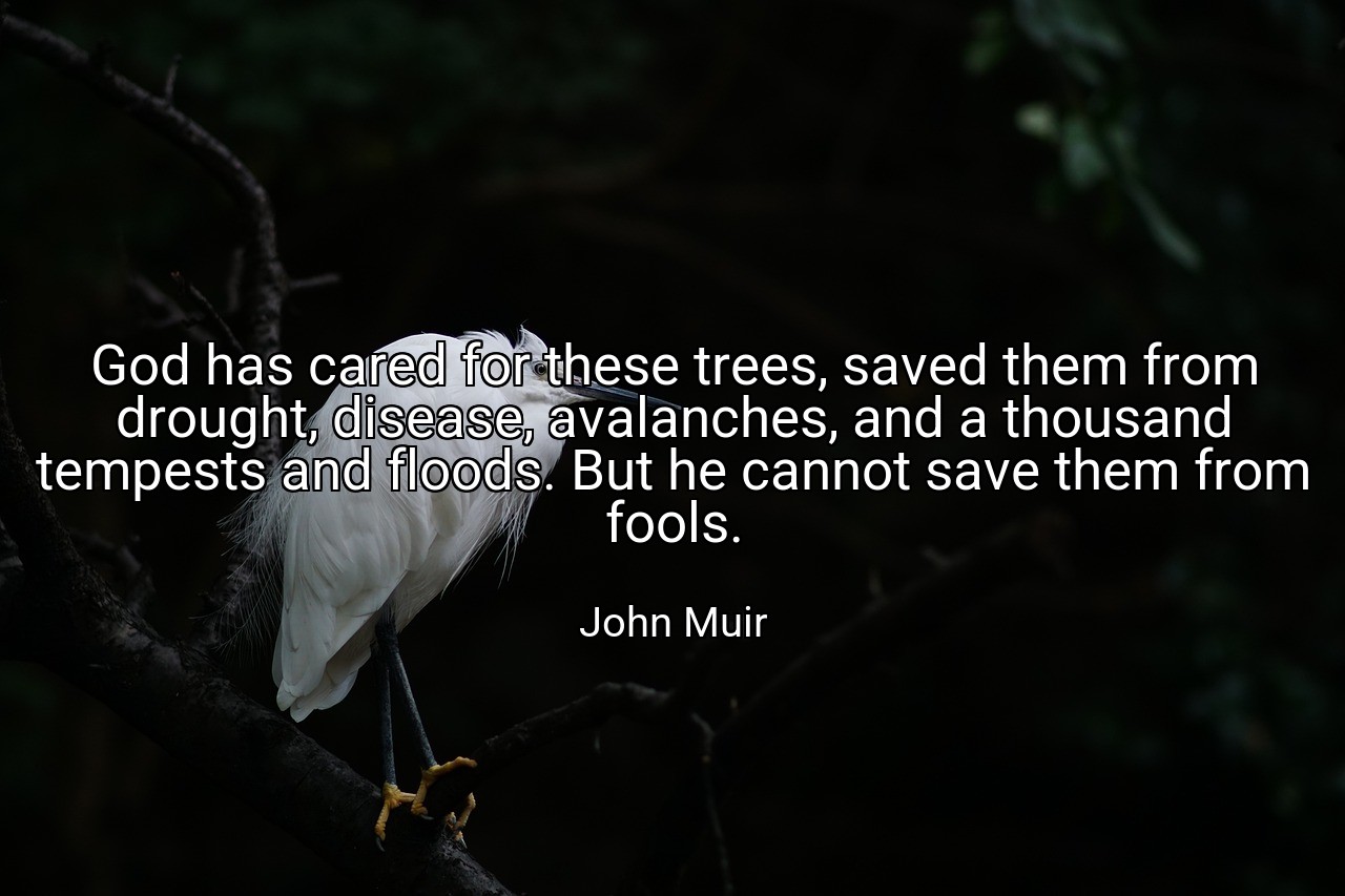 God has cared for these trees, saved them from drought, disease, avalanches, and a thousand tempests and floods. But he cannot save them from fools. - John Muir