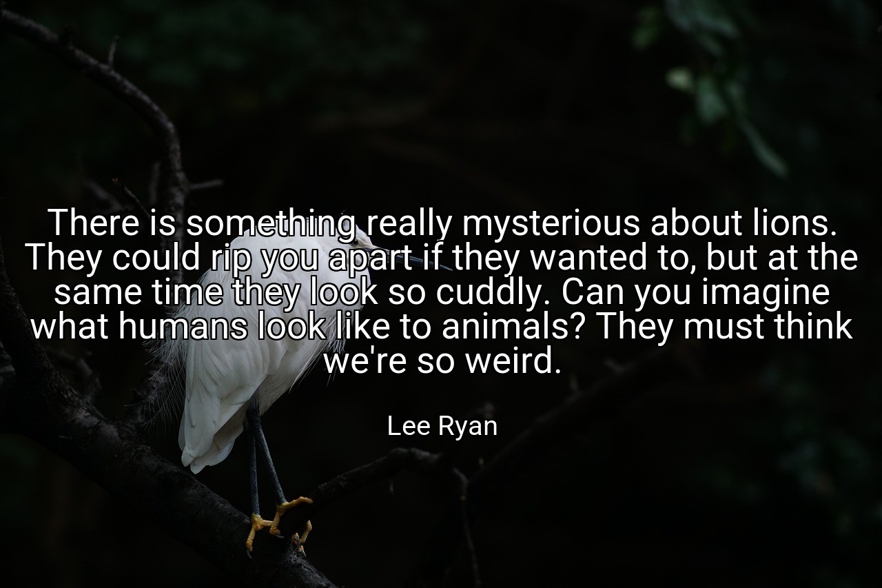 There is something really mysterious about lions. They could rip you apart if they wanted to, but at the same time they look so cuddly. Can you imagine what humans look like to animals? They must think we're so weird. - Lee Ryan
