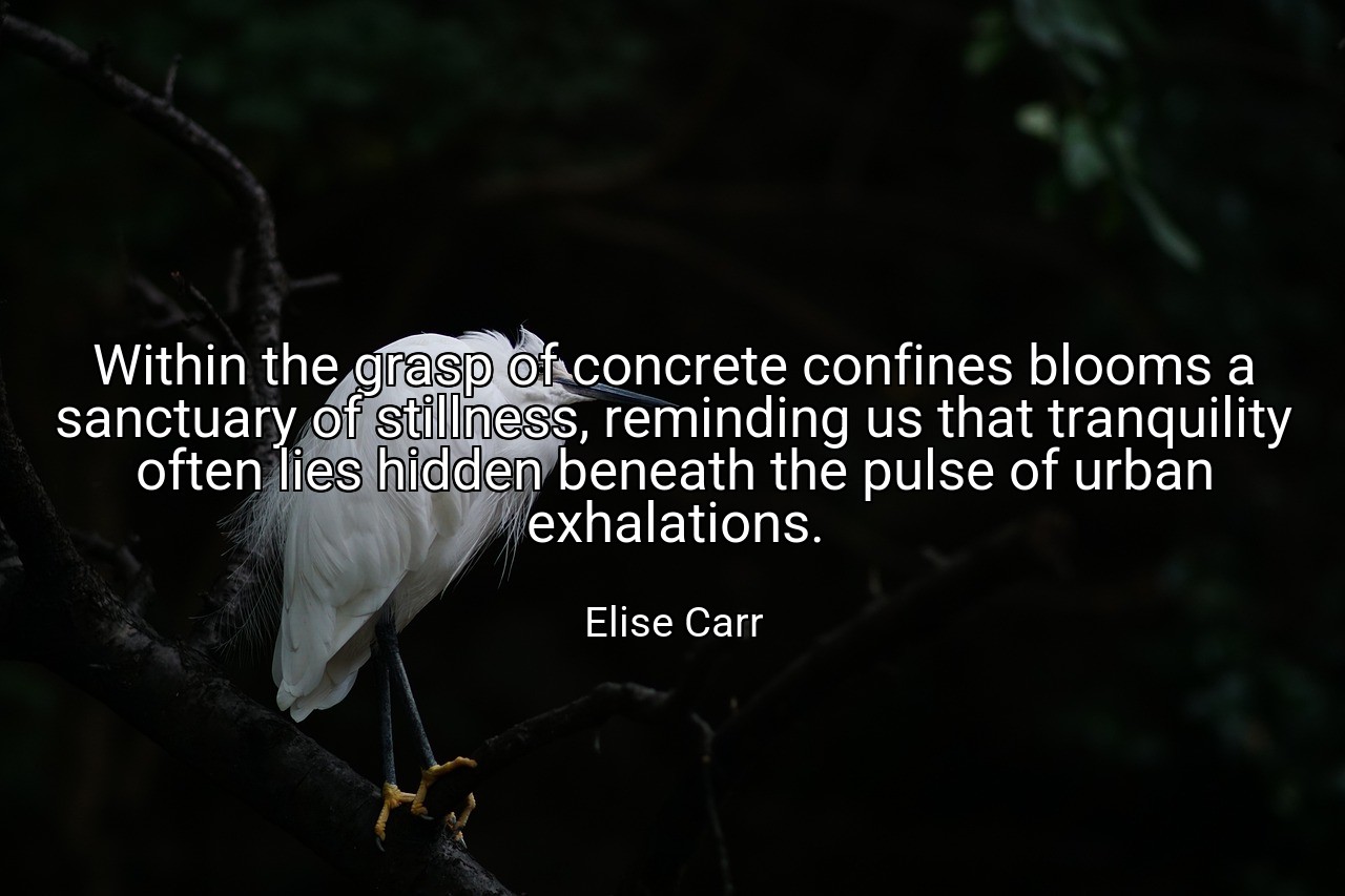 Within the grasp of concrete confines blooms a sanctuary of stillness, reminding us that tranquility often lies hidden beneath the pulse of urban exhalations. - Elise Carr