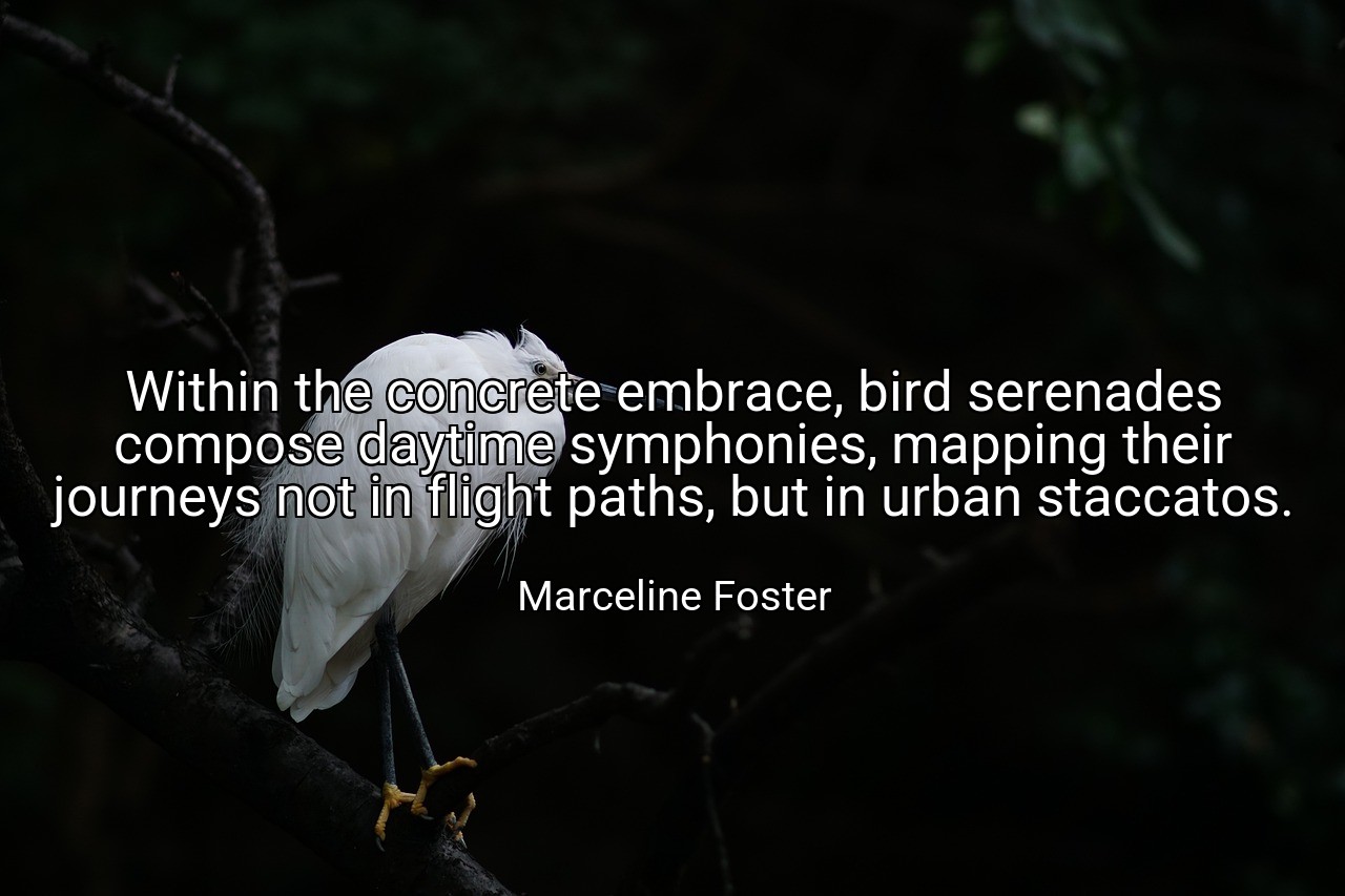 Within the concrete embrace, bird serenades compose daytime symphonies, mapping their journeys not in flight paths, but in urban staccatos. - Marceline Foster