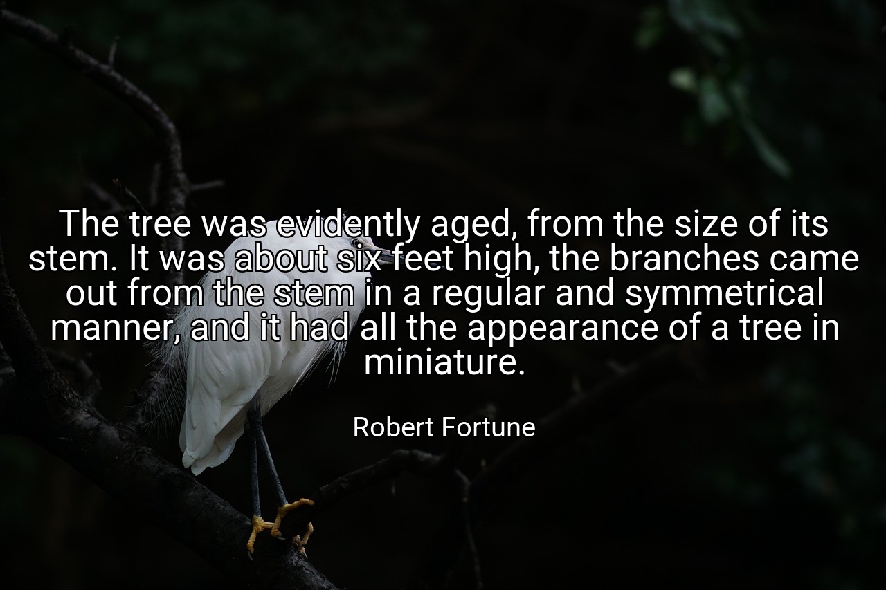 The tree was evidently aged, from the size of its stem. It was about six feet high, the branches came out from the stem in a regular and symmetrical manner, and it had all the appearance of a tree in miniature. - Robert Fortune